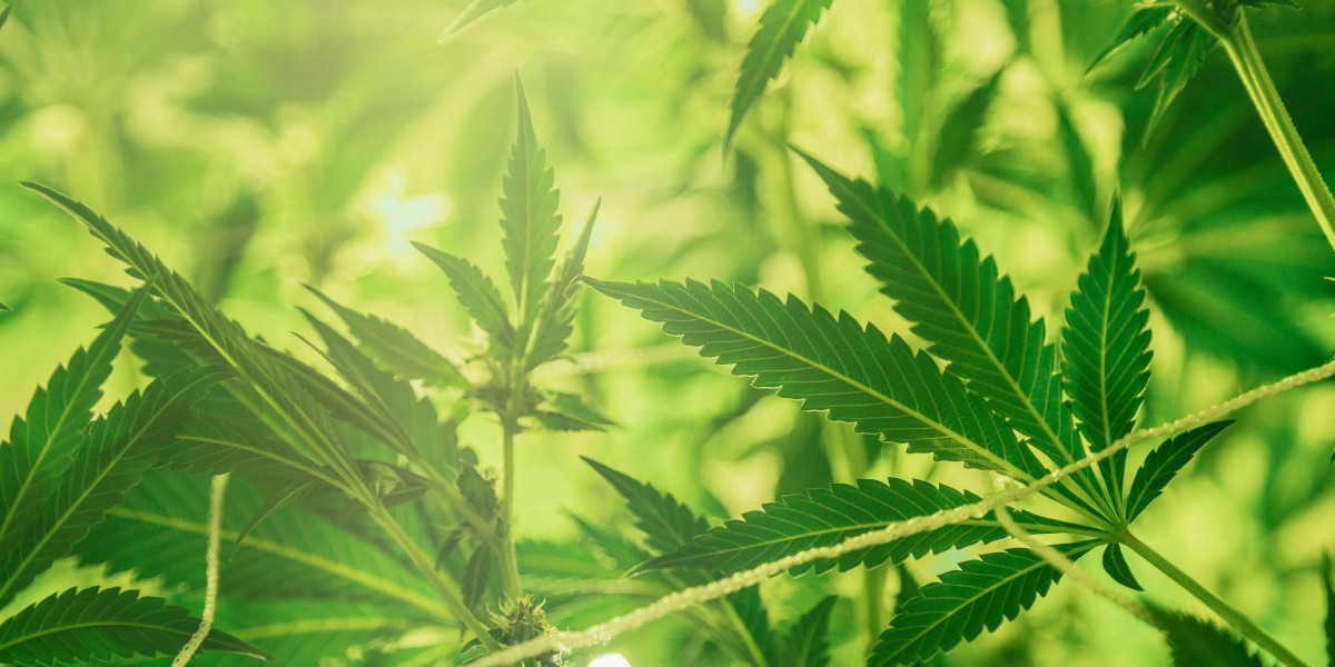 Ultimate Guide: Finding the 5 Closest Recreational Dispensary Near Kentucky in 2025