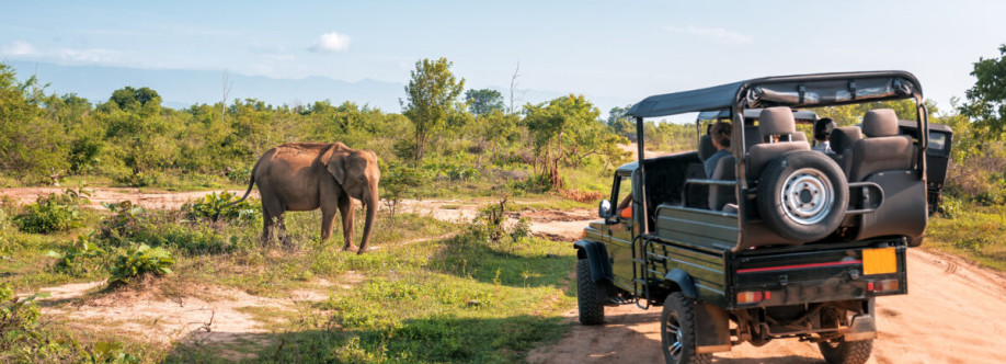 Cheetah Safaris Cover Image