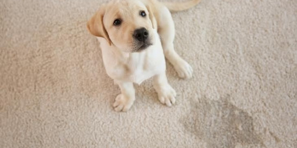 Pet Stain Removal Columbia, SC