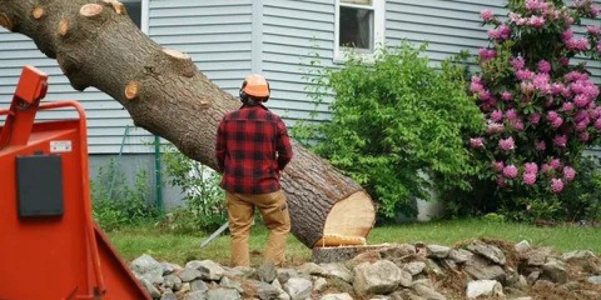 Professional Stump Removal: Restoring Your Yard’s Beauty and Safety