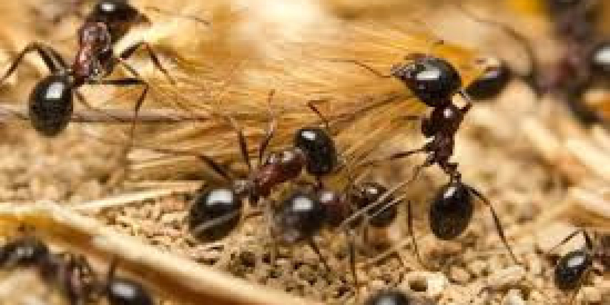 What If You Can Finally Breathe Easy Without Pest Stress?