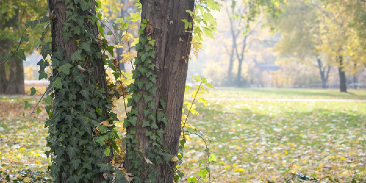 Best Payout Casinos in Canada for Fast Withdrawals in 2025