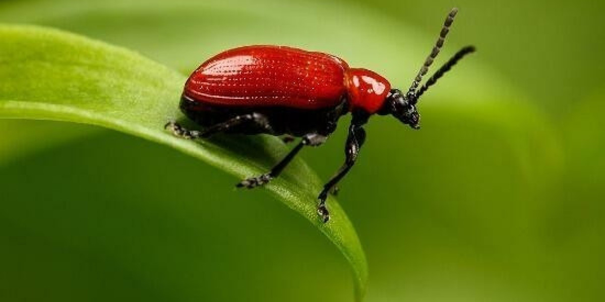 Rising Star Profile Mohammed Simon Garba