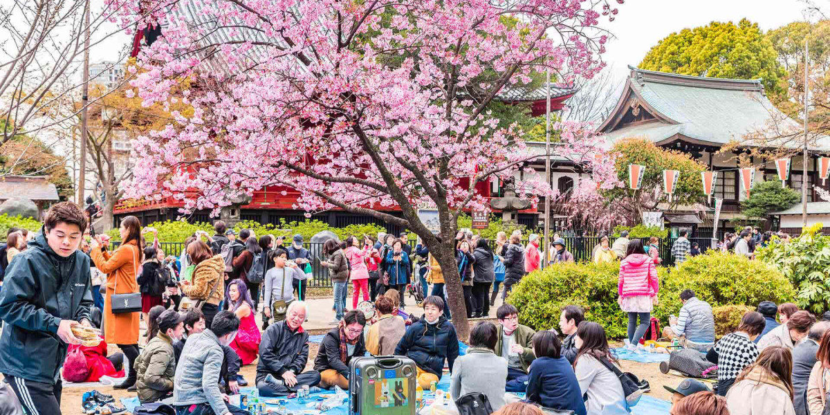 Experience the Magic of Shillong Cherry Blossom Festival 2025